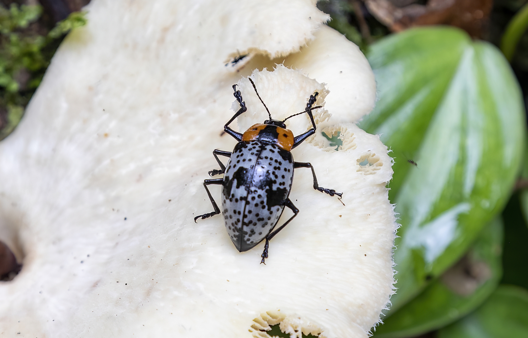 /gallery/central_america/Belize/Stann_Creek/cockscomb np/Beetle eating fungus Belize 2020_med.jpg